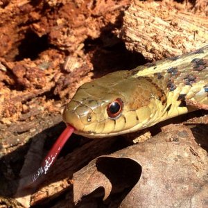 Eastern Gartersnake (Thamnophis sirtalis)