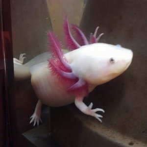 Axolotl