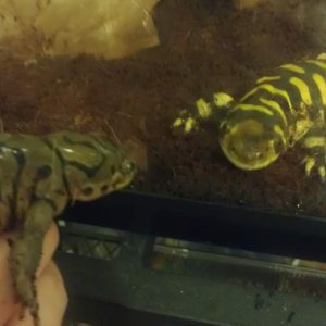 Eastern & Barred Tiger - usually have the substrate deeper in the barred tank, but temporarily have her set-up like this.