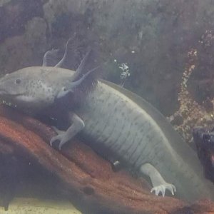 Axolotl