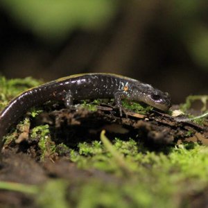 Long-toed Salamander (Ambystoma macrodactylum)