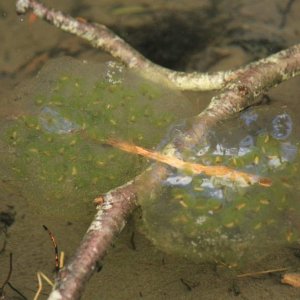 Northwestern Salamander Egg Mass, Hoh Rainforest