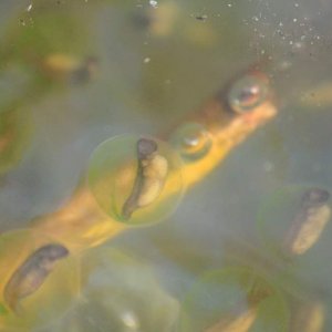 Northwestern Salamander Egg Mass, Hoh Rainforest