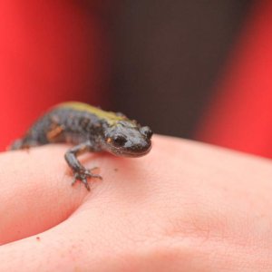 Long-toed Salamander, Farrell Marsh Park