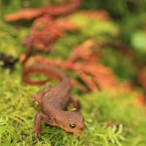 Rough-skinned Newt, Dungeness Spit