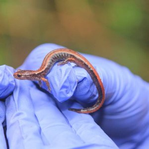 Western Red-backed Salamander, Point Defiance Park