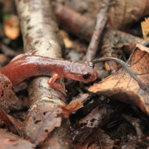 Oregon Ensatina, Pierce College Properties