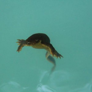 Rough-skinned Newt, Alder Lake