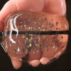 Northwestern Salamander Egg Mass, Snake Lake