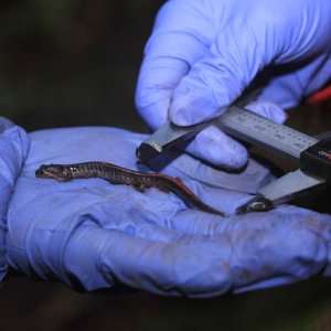 Citizen Science interns measuring the tail length of a Western Red-backed Salamander.