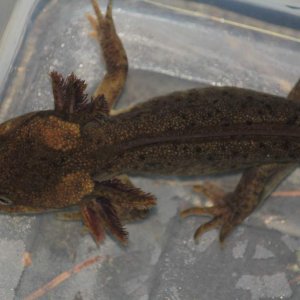 Paedomorphic Northwestern Salamander (Ambystoma gracile) Tacoma Nature Center