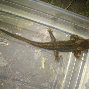 Paedomorphic Northwestern Salamander (Ambystoma gracile) Tacoma Nature Center