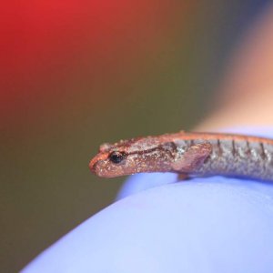 Western Red-backed Salamander, Point Defiance Park