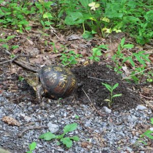 One-eyed female Box Turtle laying eggs