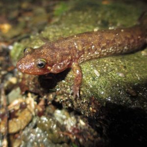 seal salamander (Desmognathus monticola)