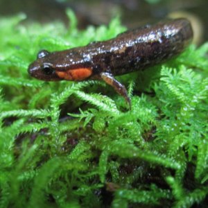 imitator salamander (Desmognathus imitator)