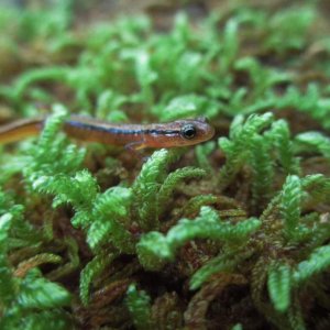 blue ridge two-lined salamander (Eurycea wilderae)