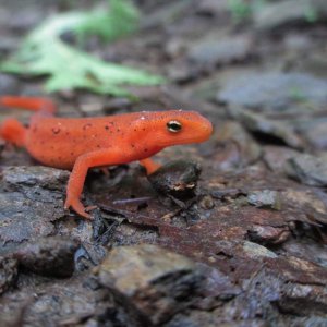 red eft (Notophthalmus viridescens viridescens)