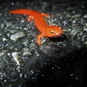 black-chinned red salamander (Pseudotriton ruber schencki)