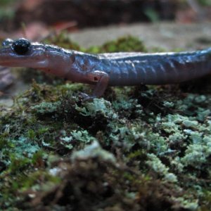 northern gray-cheeked salamander (Plethodon montanus)