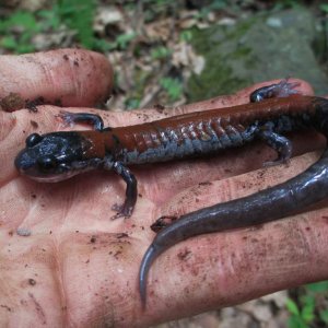 yonahlossee salamander (Plethodon yonahlossee)