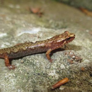 pygmy salamander (Desmognathus wrighti)