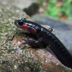 red-cheeked salamander (Plethodon jordani)