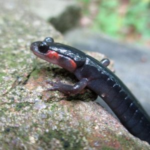 red-cheeked salamander (Plethodon jordani)