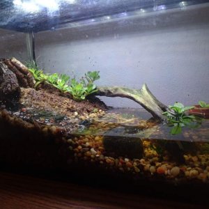 first newt tank design