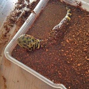 He had a mud bath while I was cleaning his terrarium.