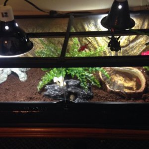 His most recent terrarium/enclosure. Very large. I plan on getting him another tiger to share it with. Lights are NOT heating/basking. They are for na