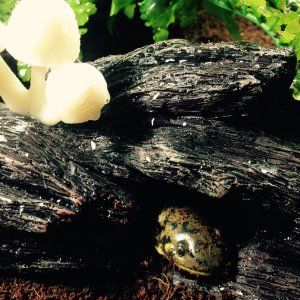 Peeking from his mushroom cave.