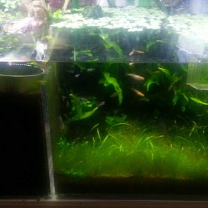 whole tank