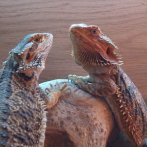 Maddie & Murphy
bearded dragons