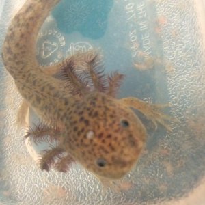 Axolotl lab friend