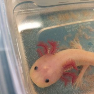 Axolotl lab friend