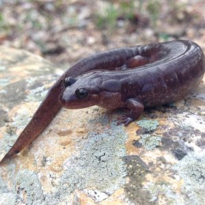 Ouachita Dusky Salamander (Desmognathus brimleyorum)