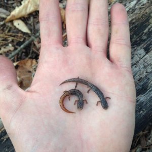 juvie Four-toed Salamanders (Hemidactylium scutatum)