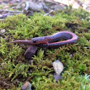 Southern Red-backed Salamander (Plethodon serratus)