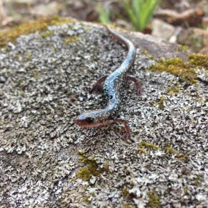 Caddo Mountain Salamander (Plethodon caddoensis)