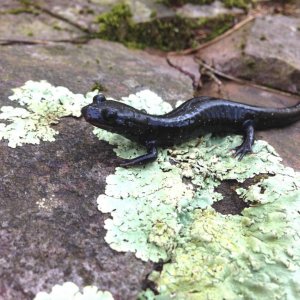 Western Slimy Salamander (Plethodon albagula)