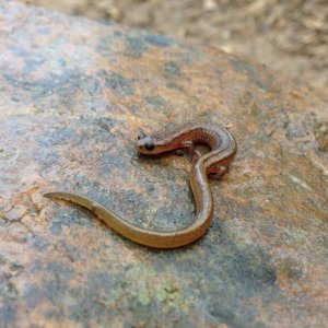 Many-ribbed Salamander (Eurycea multiplicata)