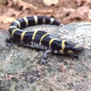 Ringed Salamander (Ambystoma annulatum)