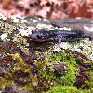 Rich Mountain Salamander (Plethodon ouachitae), dark phase