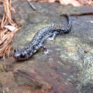 Rich Mountain Salamander (Plethodon ouachitae), brassy phase