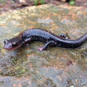 Rich Mountain Salamander (Plethodon ouachitae), chestnut phase