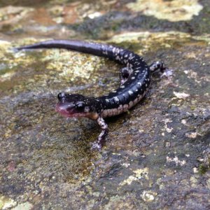 Fourche Mountain Salamander (Plethodon fourchensis)