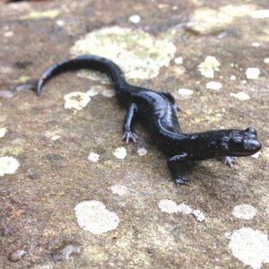 Western Slimy Salamander (Plethodon albagula)