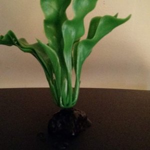 A fake looking plant with wide leaves