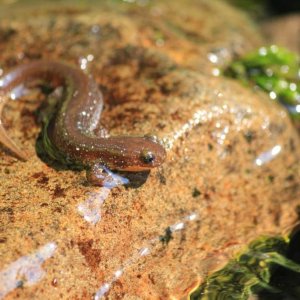 Olympic Torrent Salamander